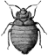 bedbug-large.png